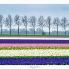 Tulpen und Hyazinthenblüte in Holland 