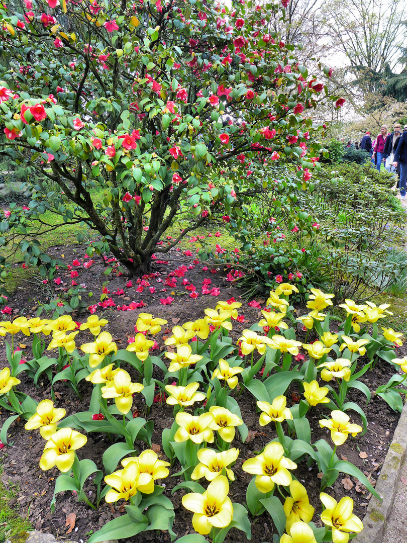 Tulpen und Kamelien