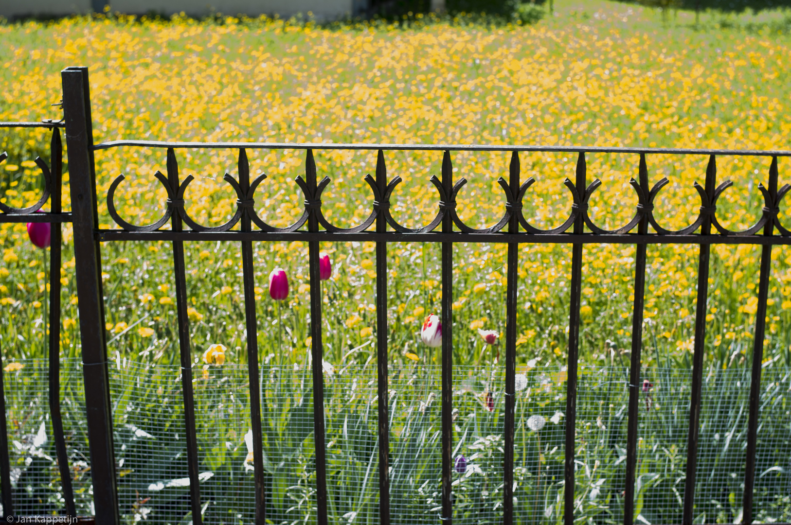 Tulpen und Löwenzahn