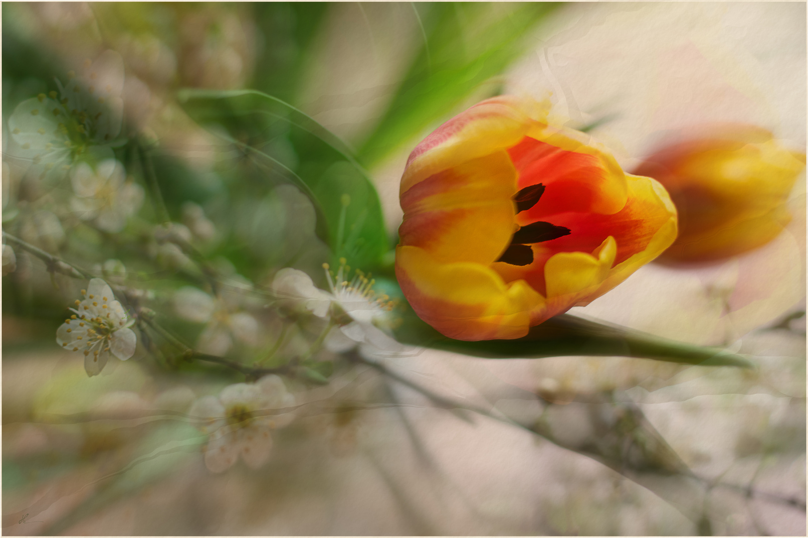 Tulpen und Mirabellen