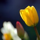 Tulpen und Narzisse