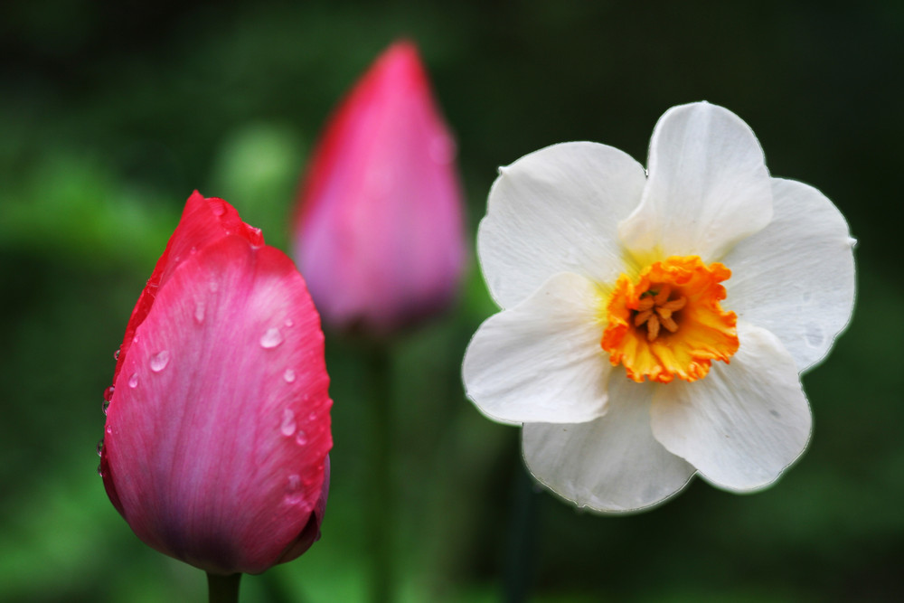 Tulpen und Narzisse