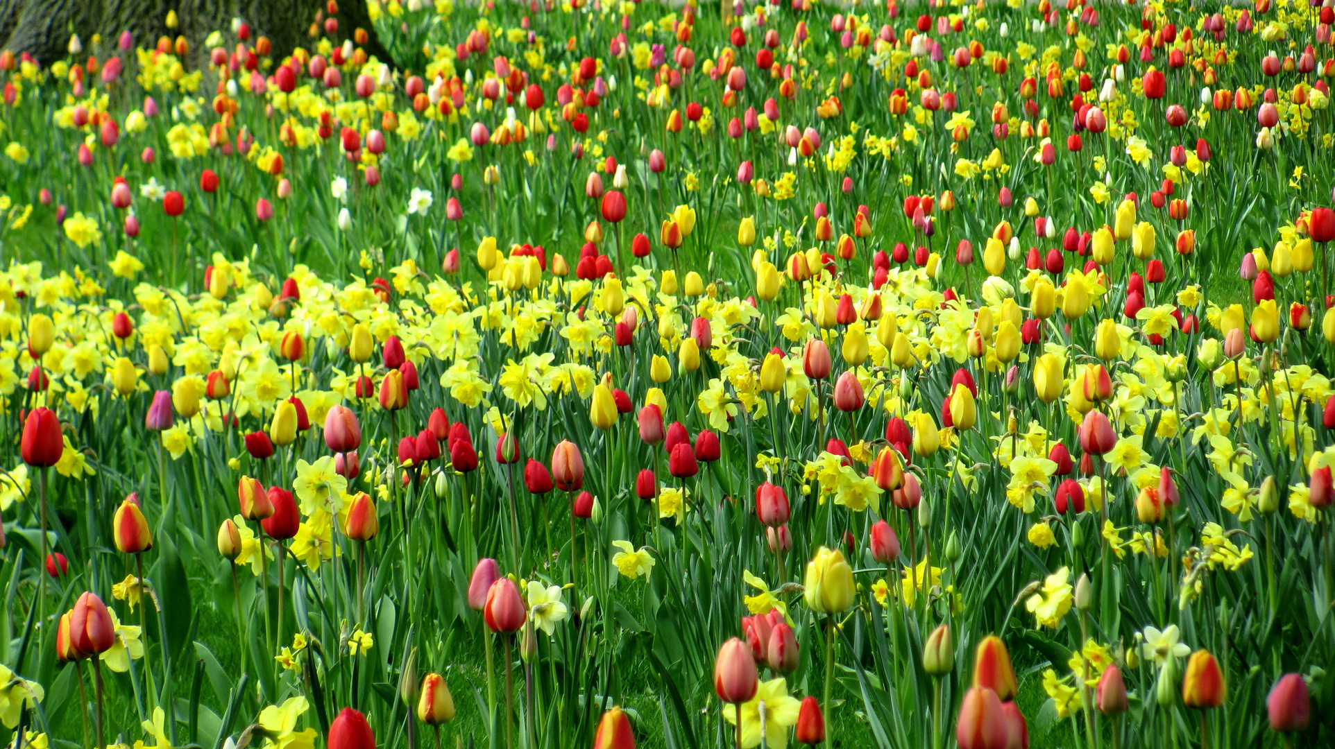 Tulpen und Narzissen