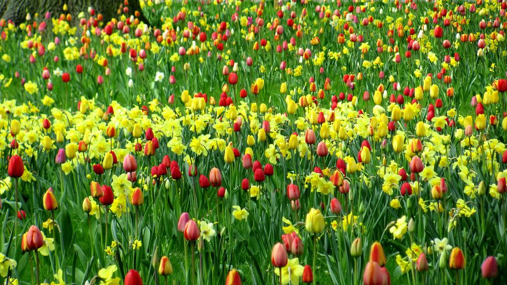 Tulpen und Narzissen Foto & Bild jahreszeiten, frühling, blumen