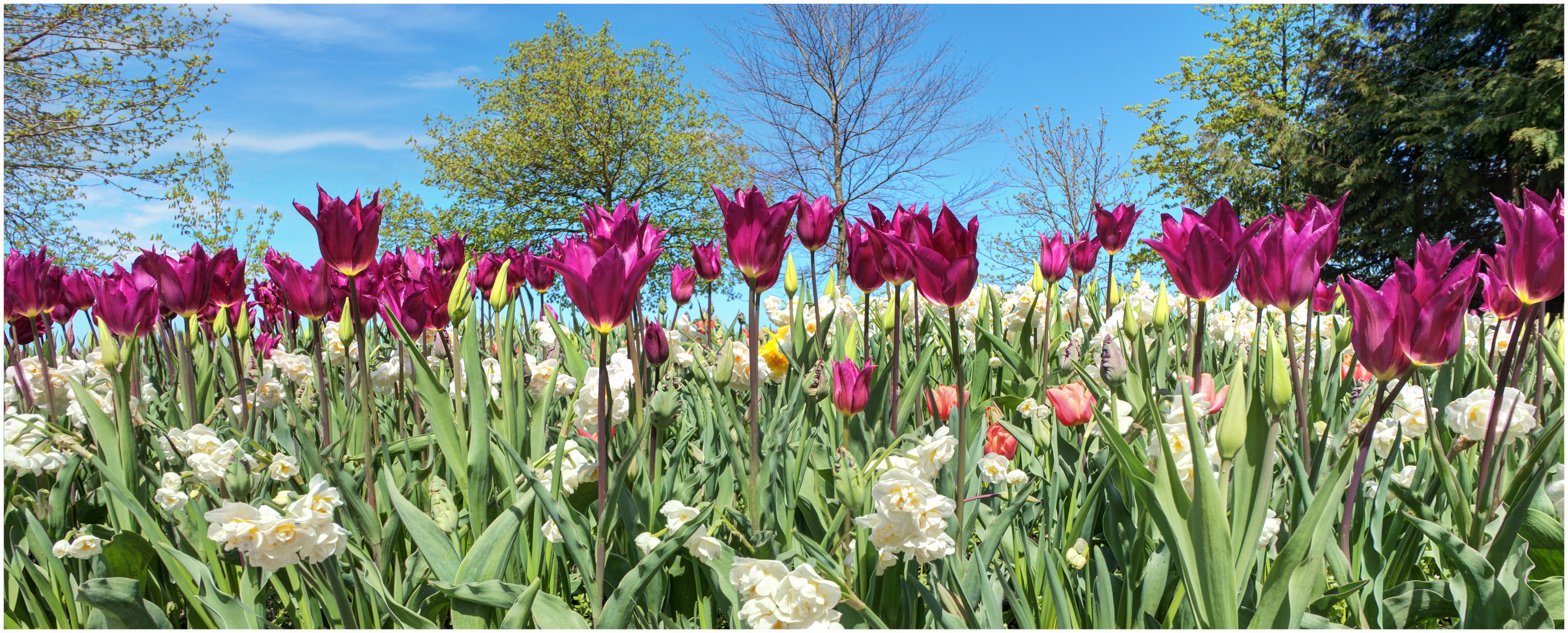 Tulpen und Narzissen 2023-04-21 Panorama