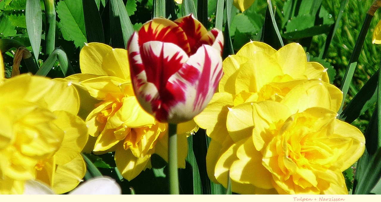 Tulpen und Narzissen