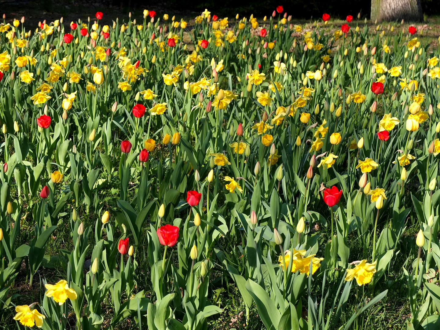 Tulpen und Narzissen Foto & Bild pflanzen, pilze & flechten, blüten