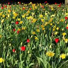 Tulpen und Narzissen