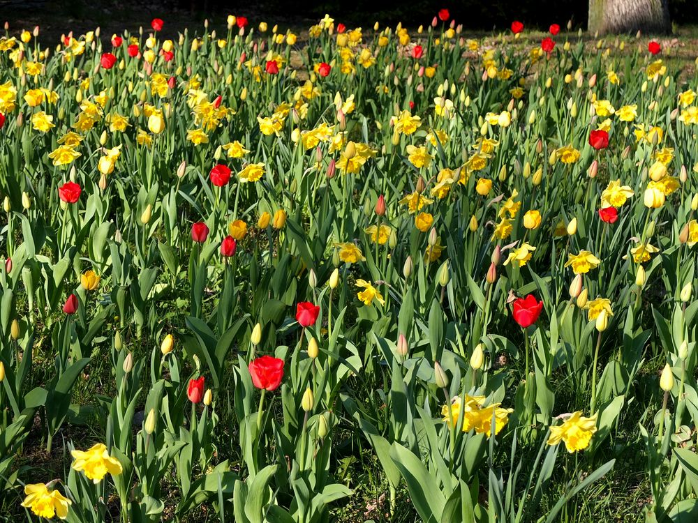 Tulpen und Narzissen Foto & Bild pflanzen, pilze & flechten, blüten