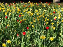 Tulpen und Narzissen