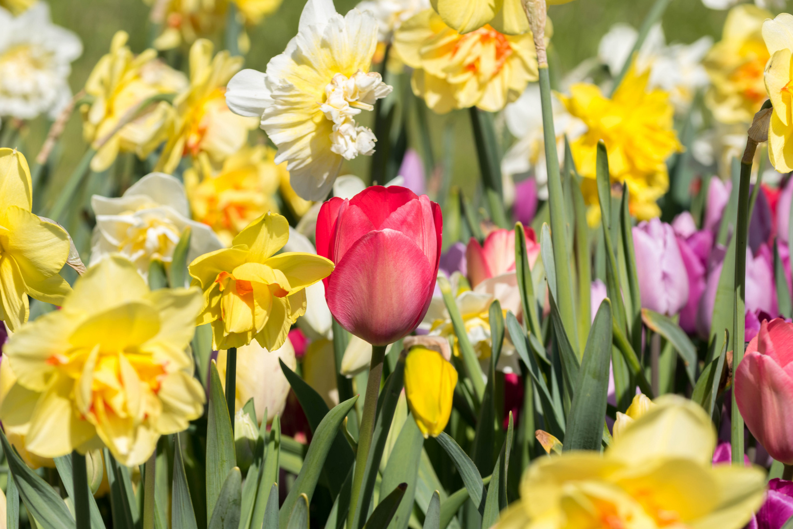 Tulpen und Narzissen