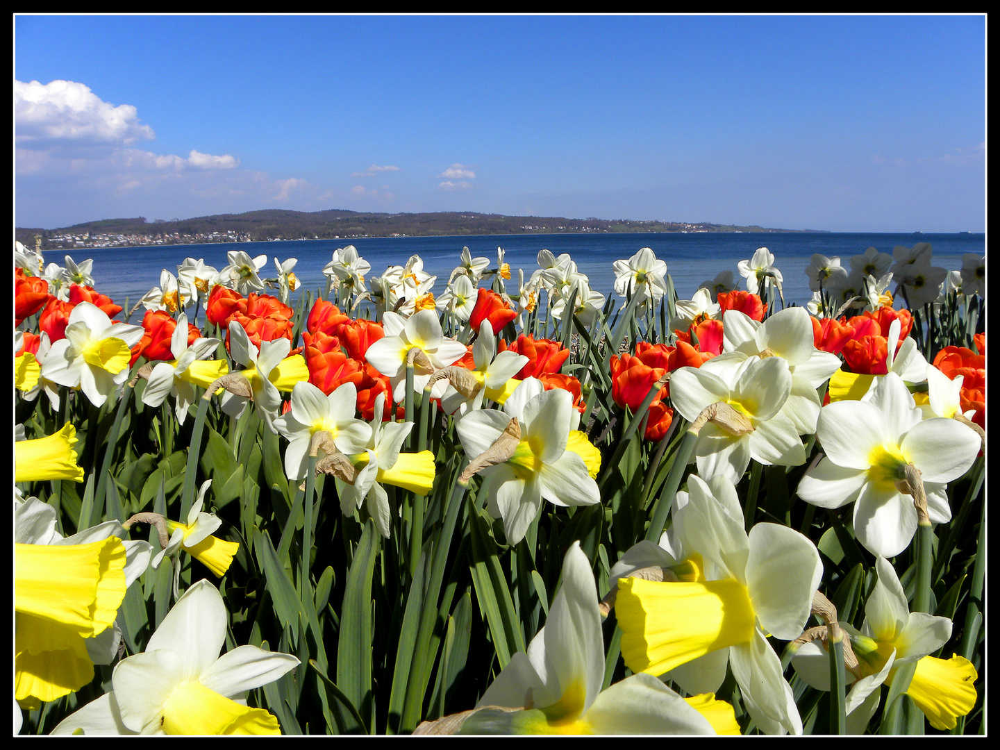 Tulpen- und Narzissenmeer - Blick von der Insel Mainau