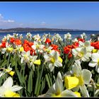 Tulpen- und Narzissenmeer - Blick von der Insel Mainau