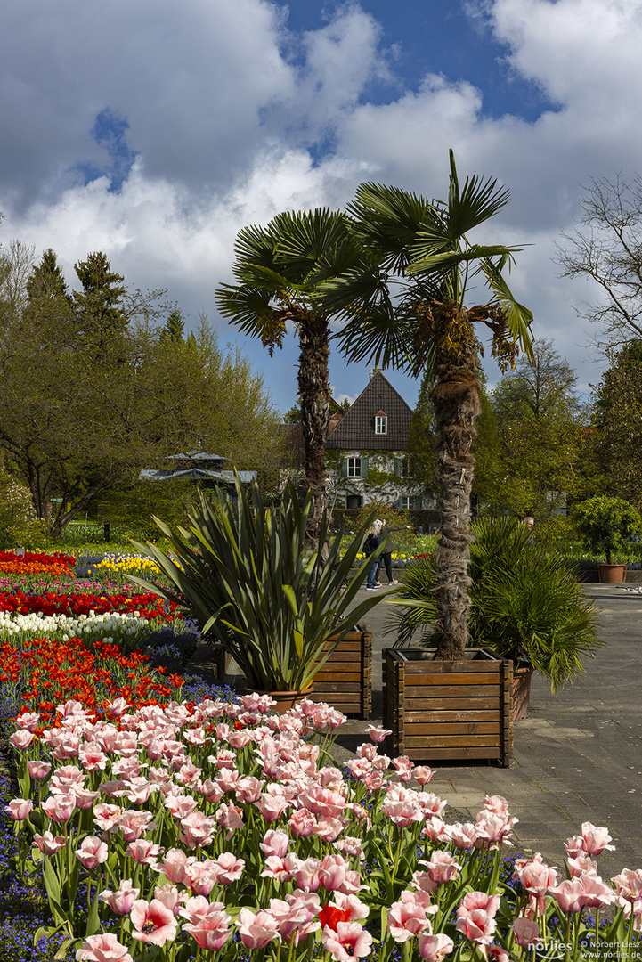 Tulpen und Palmen