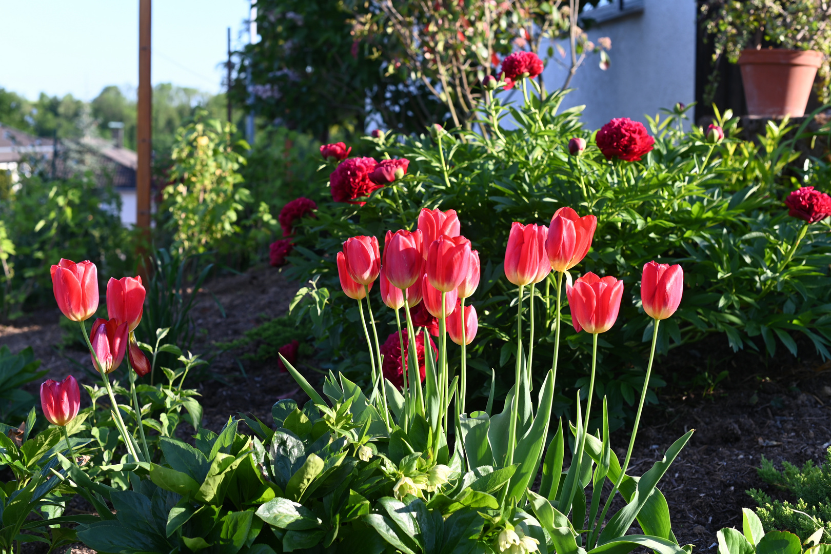 Tulpen und Pfingsrosen