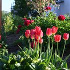 Tulpen und Pfingsrosen