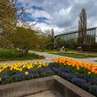 Tulpen und Pflanzenschauhaus