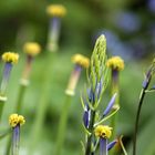 Tulpen und Prärielilie