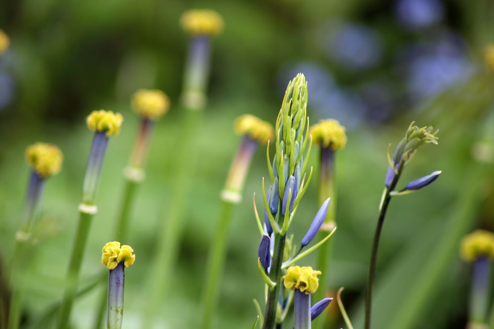 Tulpen und Prärielilie