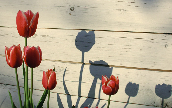 Tulpen und Schatten