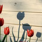 Tulpen und Schatten