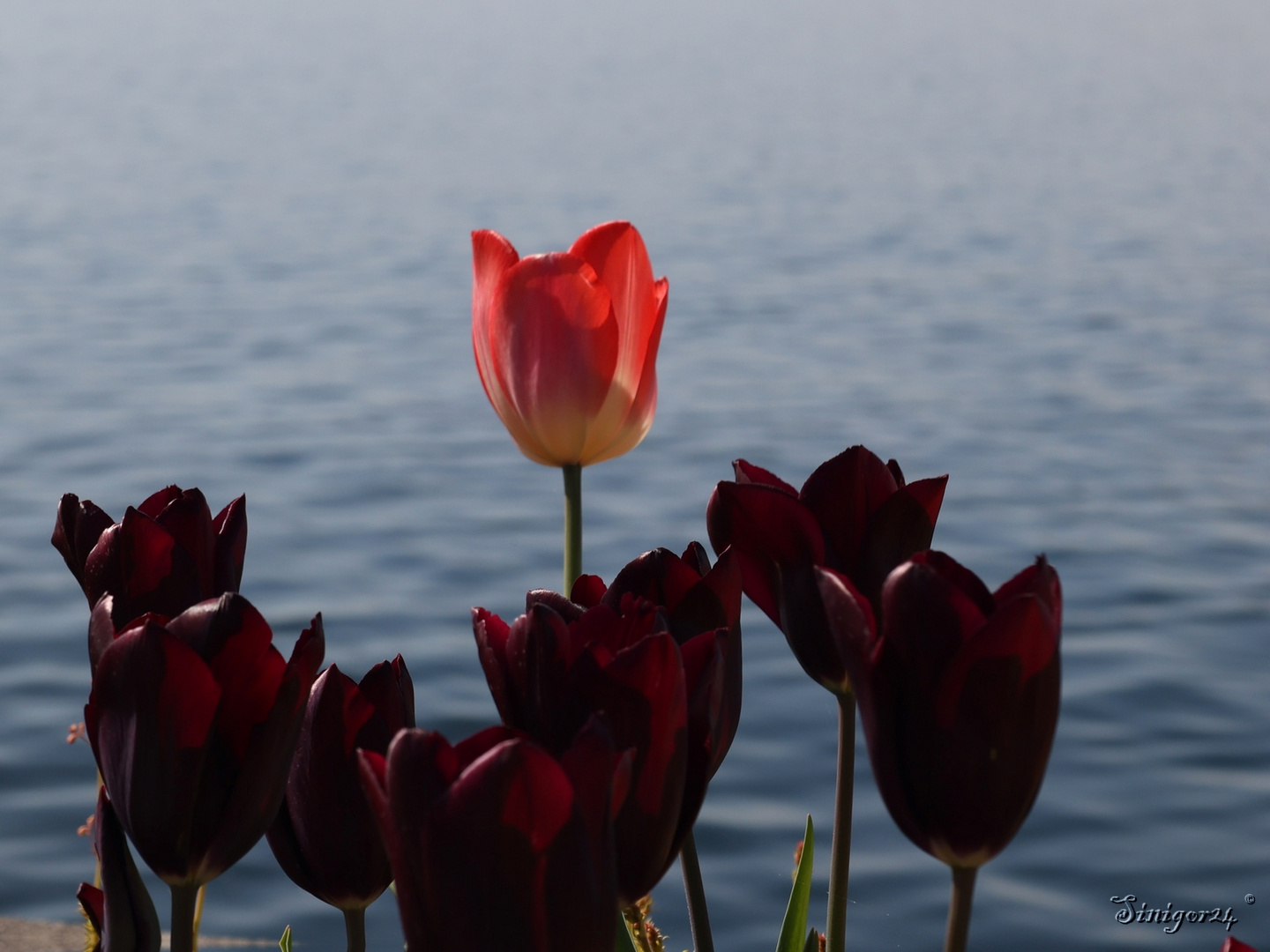 Tulpen und See