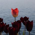 Tulpen und See