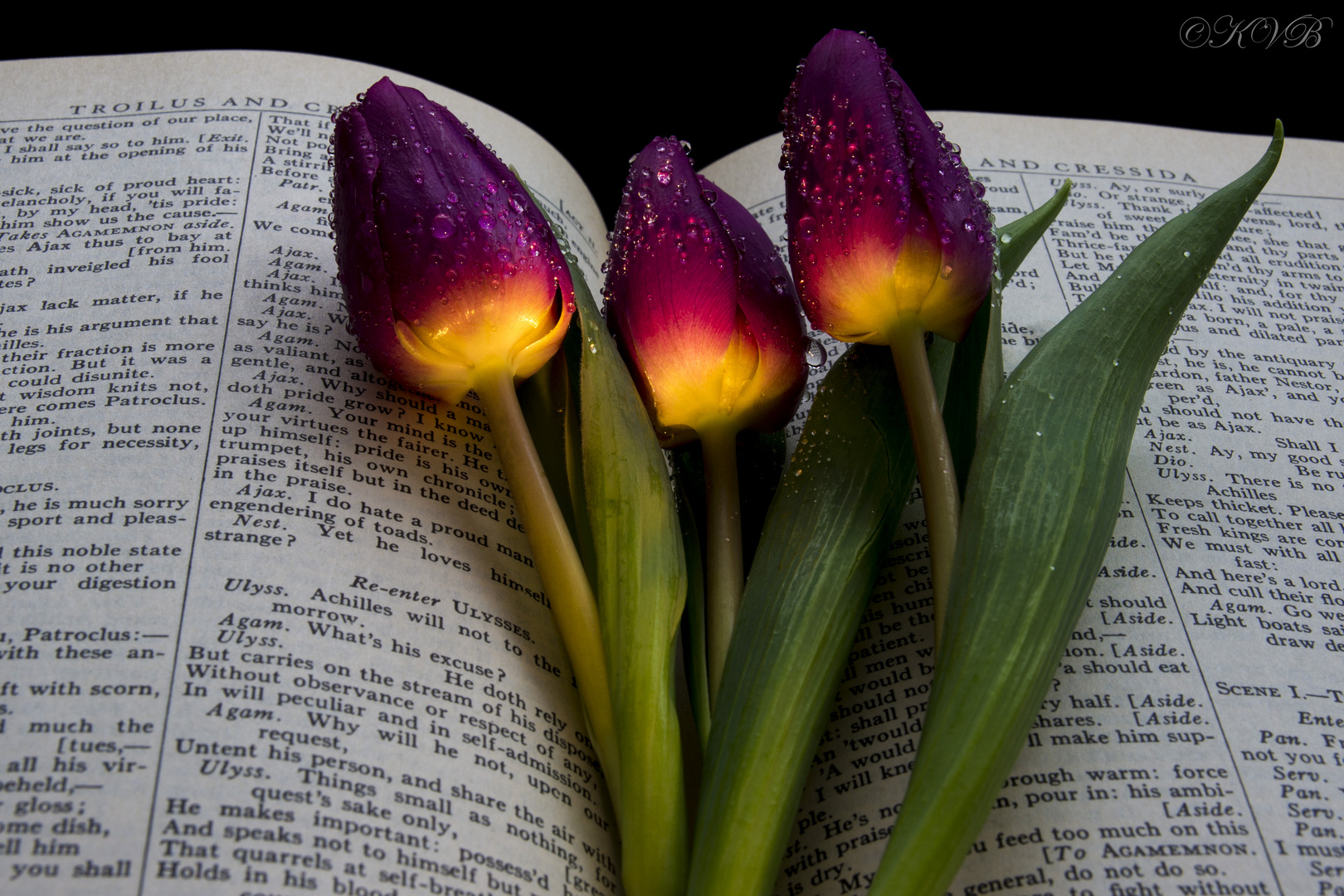 Tulpen und Shakespeare