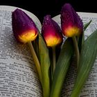 Tulpen und Shakespeare