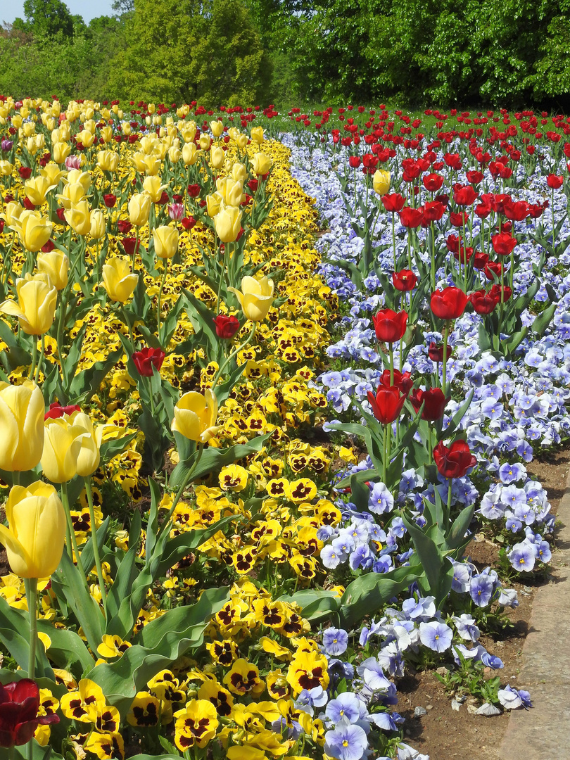 Tulpen und Stiefmütterchen