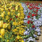 Tulpen und Stiefmütterchen