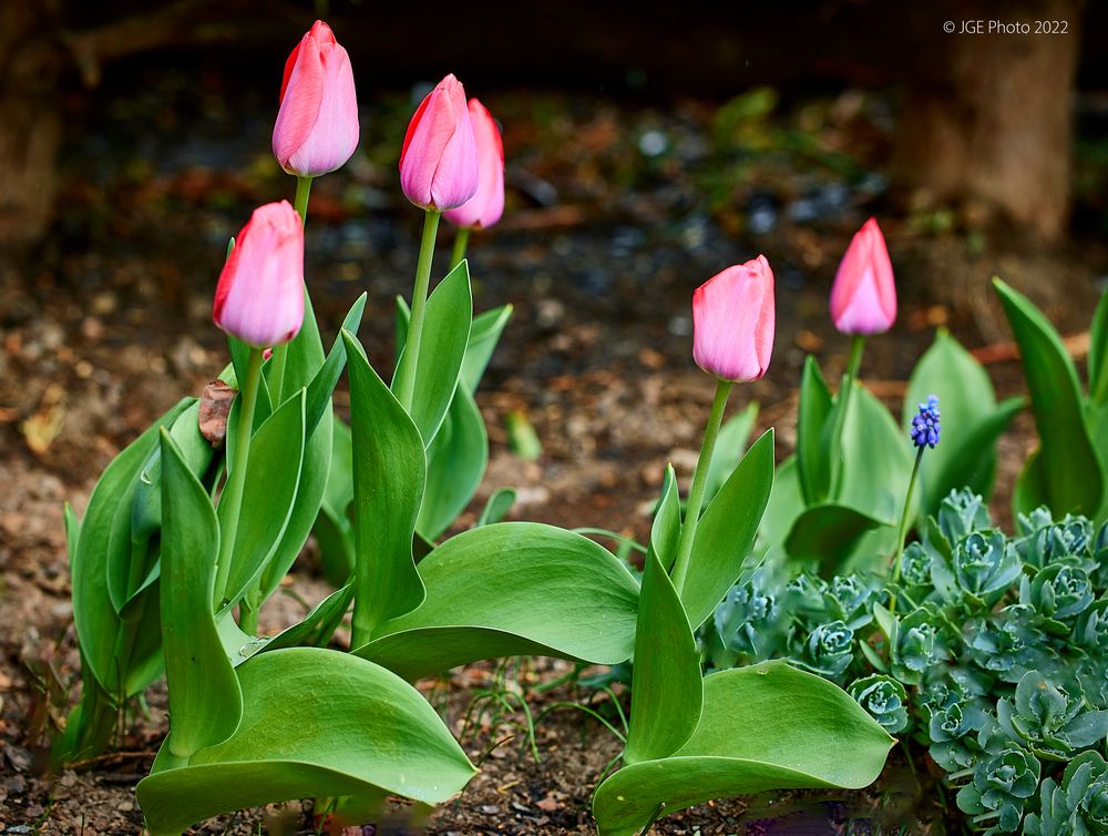 Tulpen und viel Grün