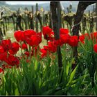 Tulpen und Wein -2