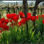 Tulpen und Wein -2