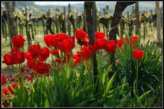 Tulpen und Wein -2