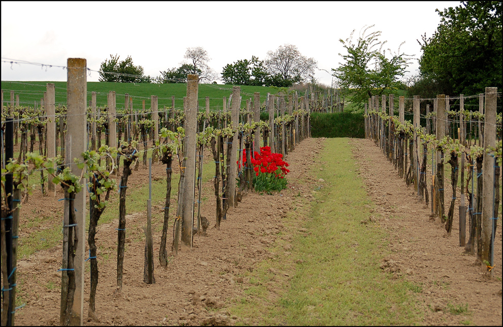 Tulpen und Wein -3