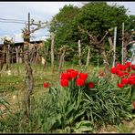 Tulpen und Wein