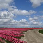 Tulpen unter den Wolken