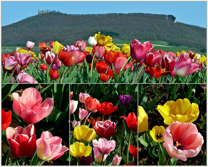 Tulpen unter der Teck