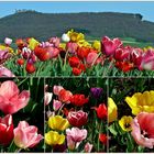 Tulpen unter der Teck