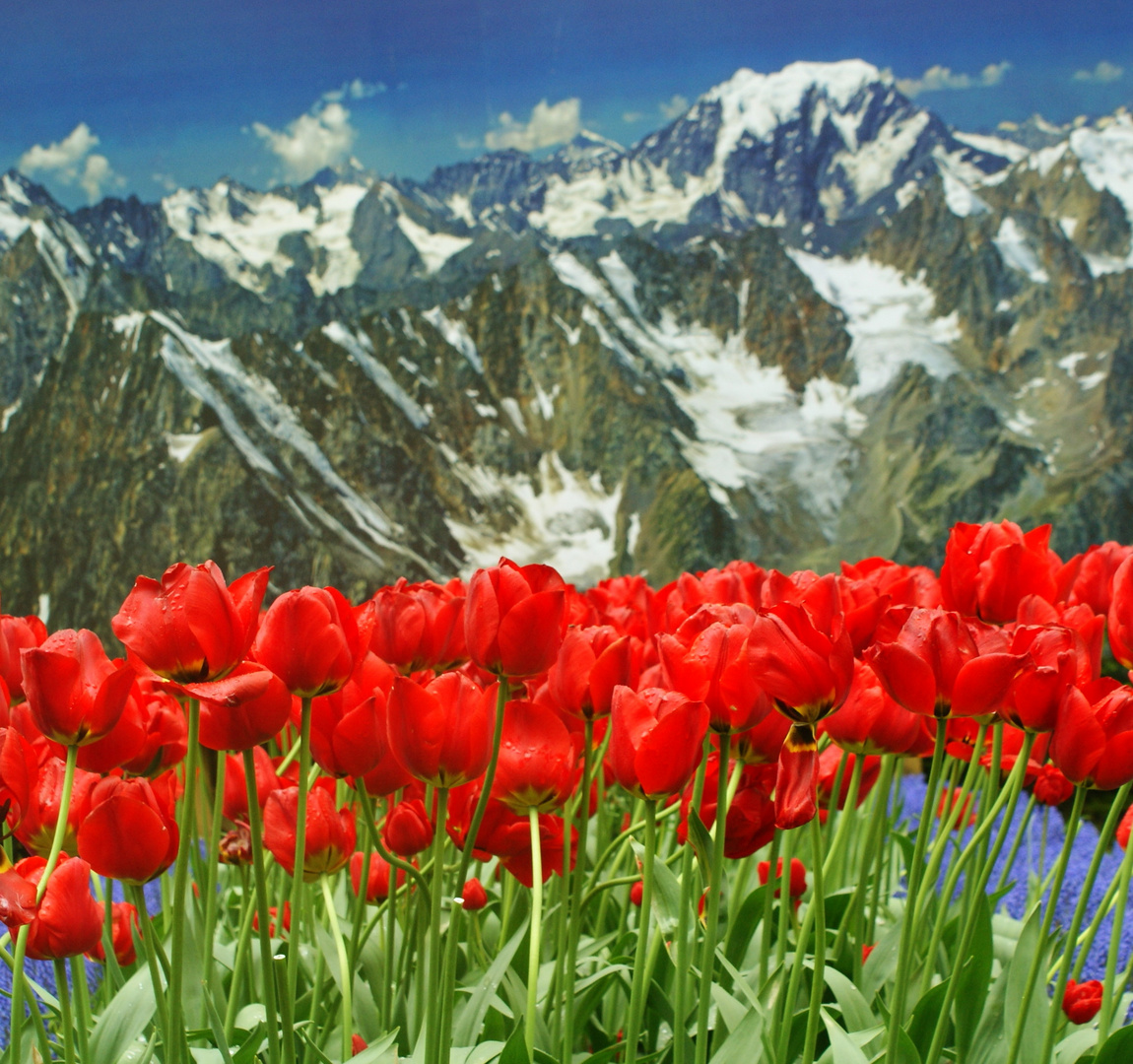 Tulpen unter die Berg