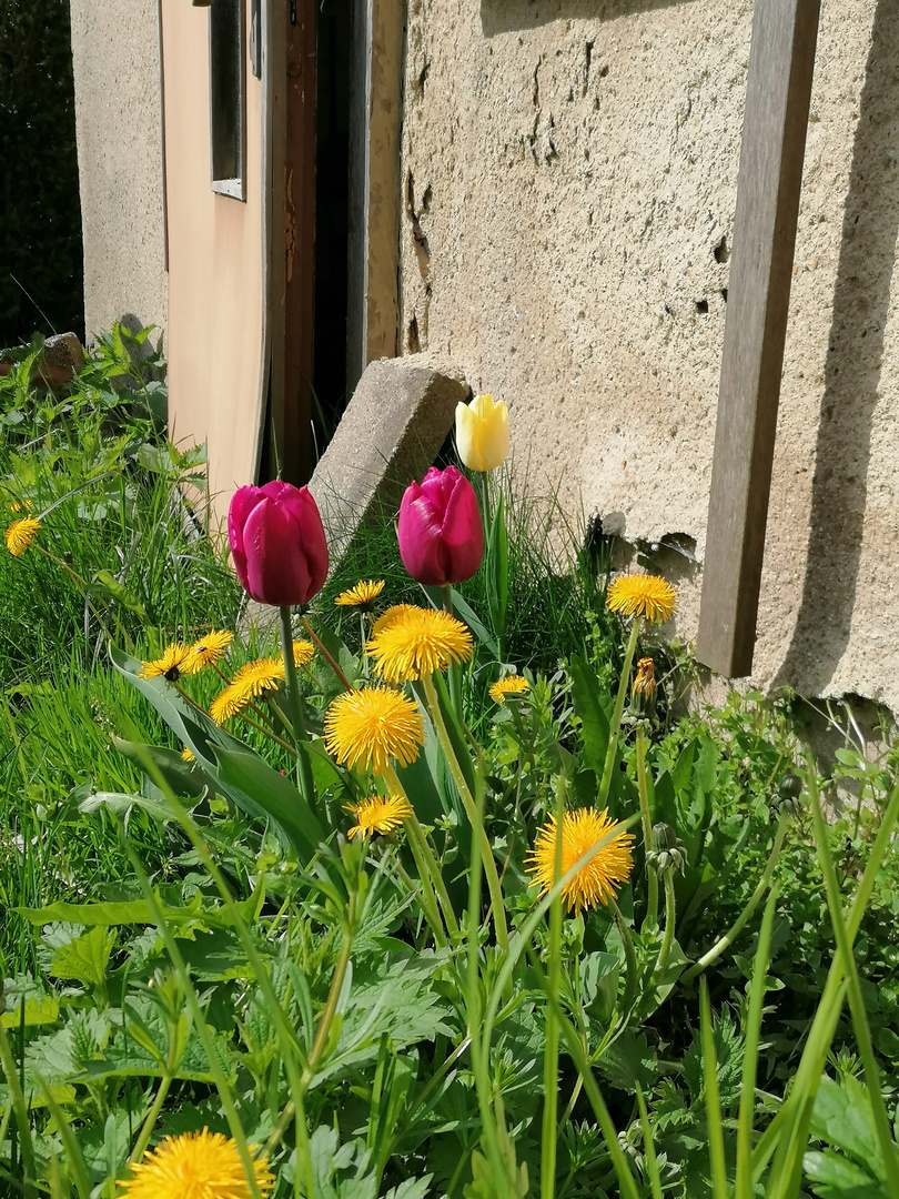 Tulpen unter sich 