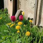 Tulpen unter sich 