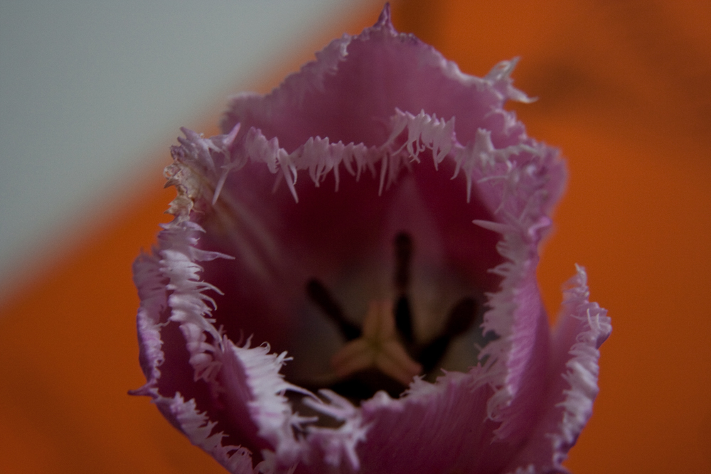 Tulpen V