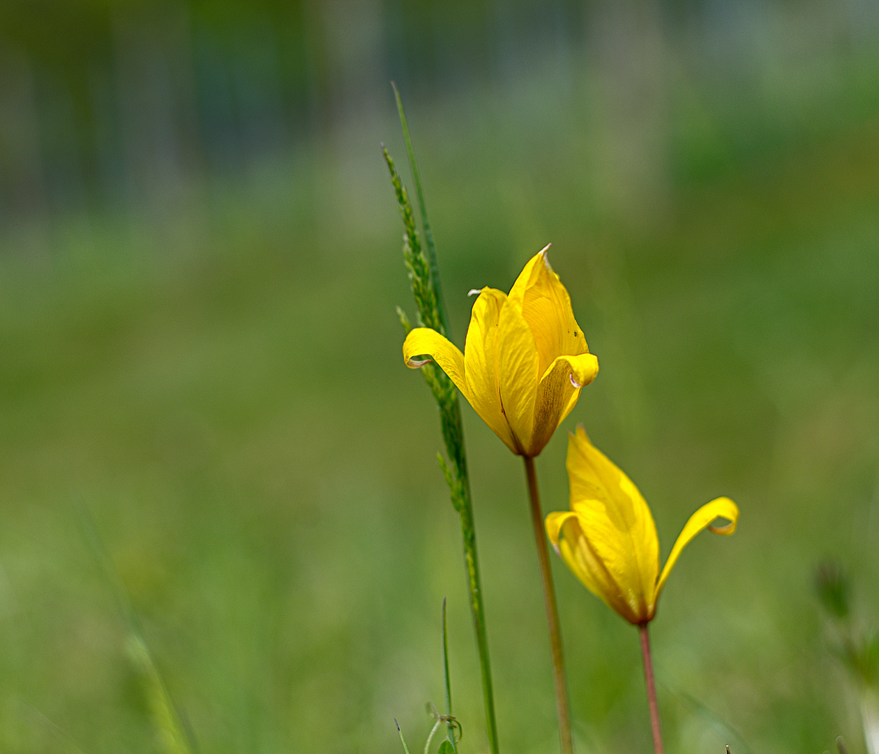 Tulpen Variation