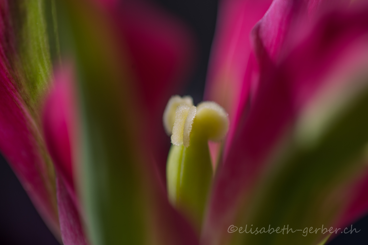 Tulpen Variation