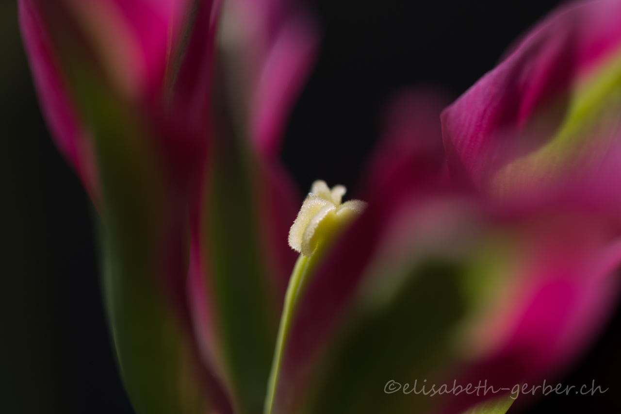 Tulpen Variation