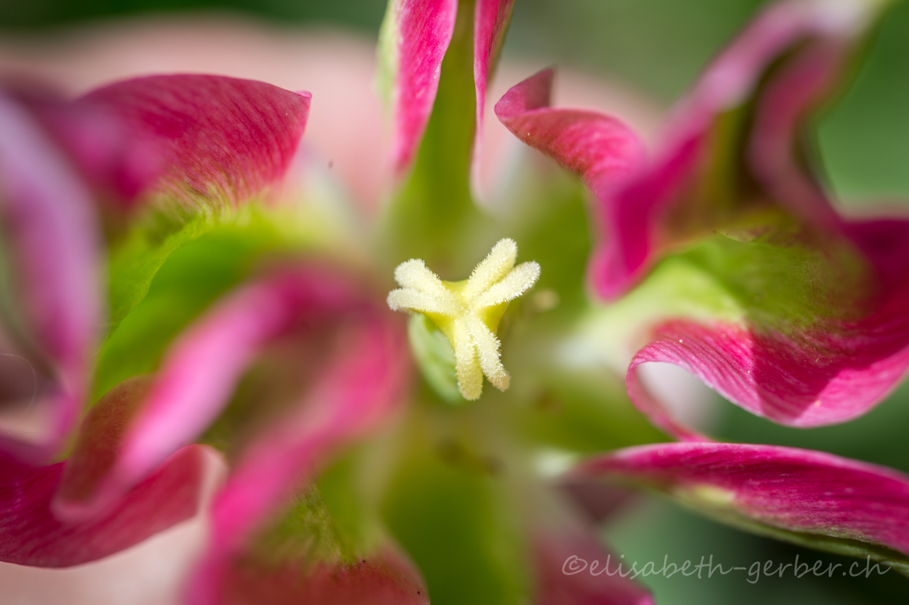 Tulpen Variation