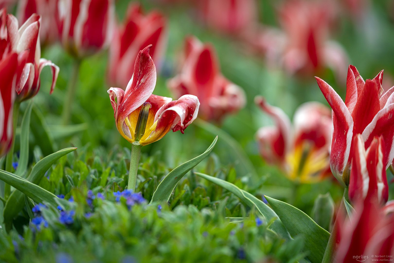 Tulpen Vergänglichkeit