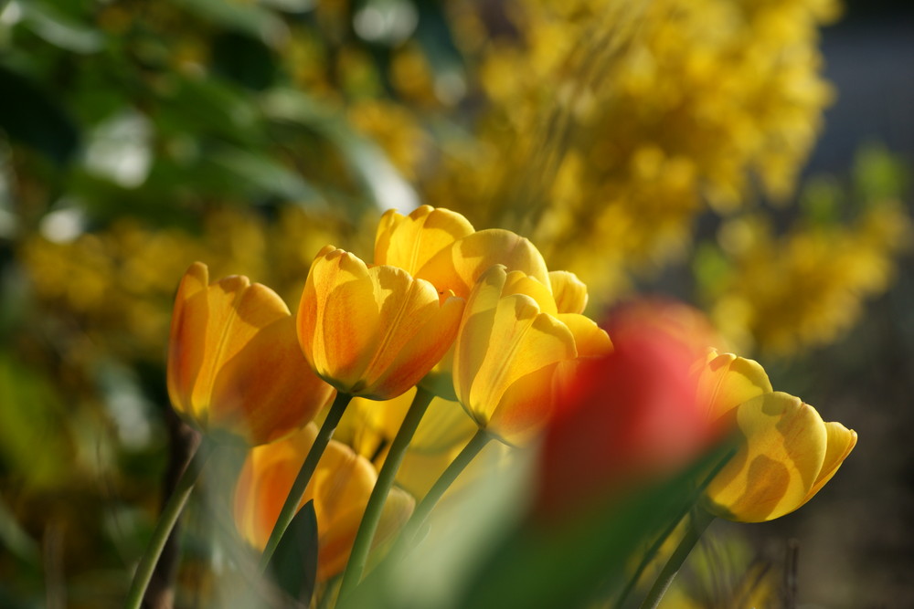 Tulpen verschönern meinen Garten und meine Umgebung